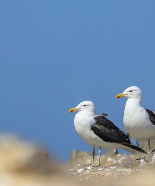 gaviota